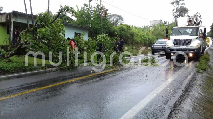 Un árbol cerró el paso vehicular sobre la carretera Tlapacoyan – Teziutlan.
