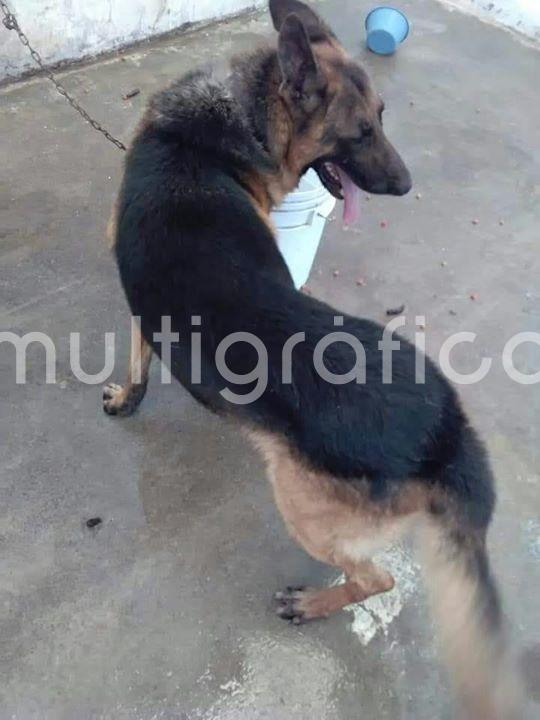 Promocionan la adopción de mascotas en Tlapacoyan.
