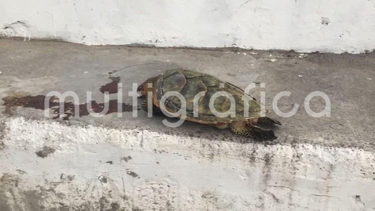 Una tortuga fue encontrada muerta en la Playa Martí. Al parecer, el animal fue golpeado lo que pudo provocar su muerte.