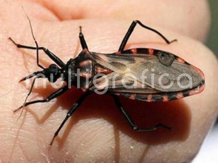 Detectan probables casos de Chagas en la localidad de San Isidro.
