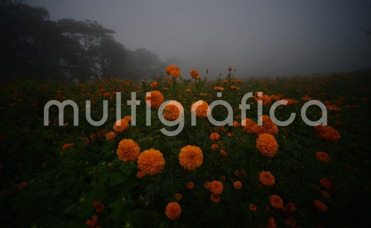 Colorido paisaje en esta temporada es San Pablo Coapa, municipio de Naolinco, Ver.. Sitio ideal para visitar y apoyar a los productores de cempasúchil. 