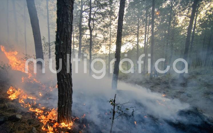 Incendio en Las Vigas de Ramírez, en las faldas del Cofre de Perote. Pobladores y personal de diversas dependencias municipales, estatales y federales se dedicaron a las tareas de contener y apagar el fuego. 