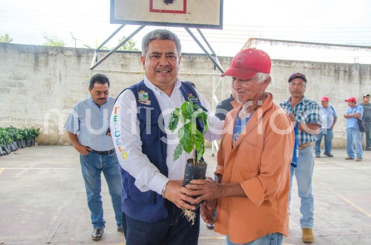 El gobierno municipal que preside el alcalde Mario A. Chama Díaz llevó a cabo la entrega de más de 18,000 plantas de café de la variedad Costa Rica, planta verificada tolerante a la roya, para el beneficio de 75 productores locales de Teocelo, con lo cual se busca fortalecer la economía de las familias productoras dedicadas a esta actividad.