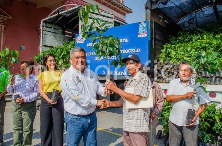  El H. Ayuntamiento de Teocelo que preside el Alcalde Mario A. Chama Díaz llevó a cabo la entrega de 36 mil plantas de café de la variedad Salchimor, dedicadas a la renovación de plantaciones, del programa PROCAFE de la SADER, beneficiando a 180 productores de la cabecera municipal y congregaciones del municipio. 