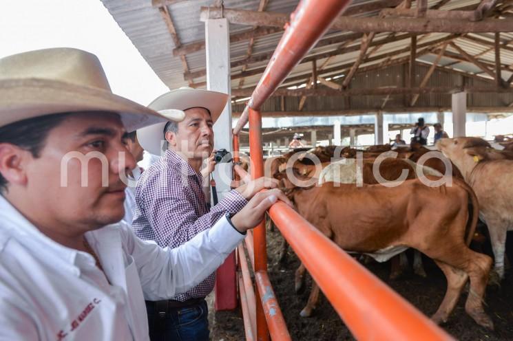 Al entregar más de 300 cabezas de ganado, para 106 pequeños productores, el gobernador Cuitláhuac García Jiménez aseguró que en Veracruz se elevará la actividad pecuaria y el comercio de productos derivados, como la leche.