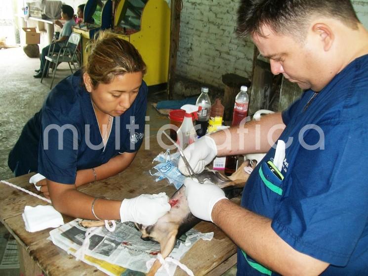 Preparan la segunda jornada de esterilización de mascotas en Tlapacoyan.