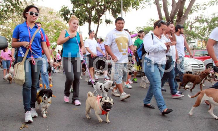 Preparan caminata canina contra el maltrato animal, para este domingo 11 de agosto.
