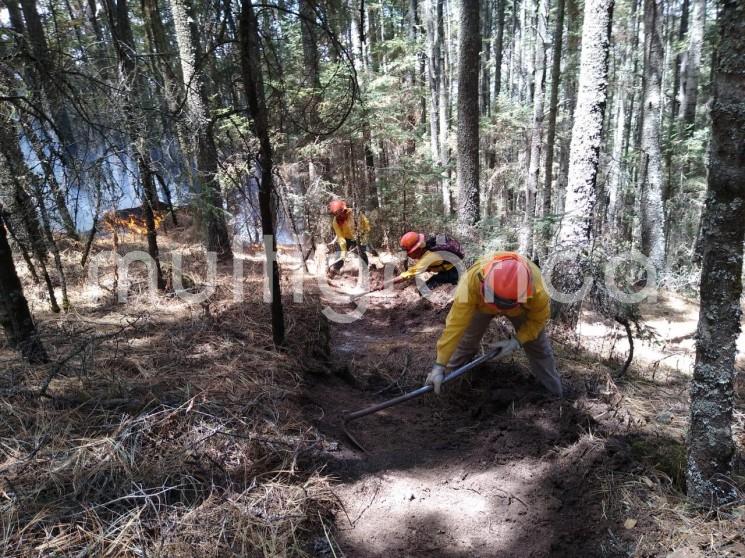 Durante la temporada crítica de incendios forestales, del 15 de enero al 31 de marzo, la Secretaría de Medio Ambiente (SEDEMA), a través de sus 35 brigadistas adscritos a la Dirección General de Desarrollo Forestal, ha participado en sofocar 17 quemas que han dañado 244 hectáreas, principalmente bosques de pino-encino.

 