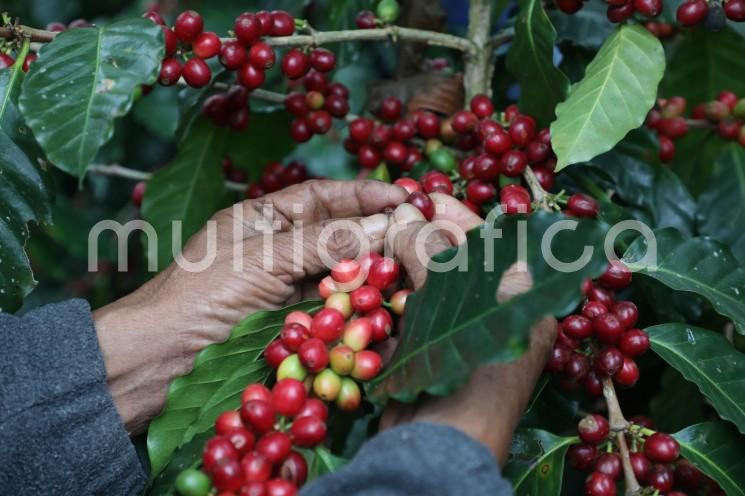 La Secretaría de Desarrollo Agropecuario, Rural y Pesca (SEDARPA) estima que la próxima cosecha de café (2020-2021) será superior a las 300 mil toneladas como resultado del periodo de lluvias presentado en gran parte del territorio veracruzano y que ha provocado el avance del proceso de floración.