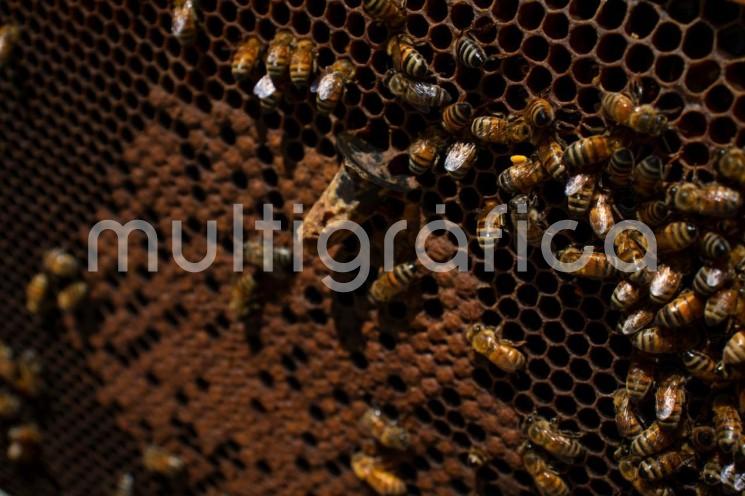 El titular de SEDARPA, Eduardo Cadena Cerón, anunció del incremento en la comercialización de la miel de abeja y sus derivados en casi un 60 por ciento durante los últimos tres meses, beneficiando a 400 familias de 80 municipios del centro y norte.