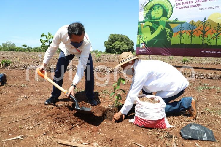 Con la plantación de más de 800 árboles en la localidad Santa Rita Laurel de este municipio, mediante un sistema agroforestal, Veracruz se suma a la Jornada Nacional de Siembra de 100 millones de plantas, a cargo del programa Sembrando Vida.