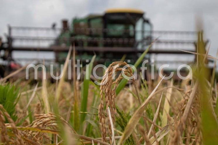 La Secretaría de Desarrollo Agropecuario, Rural y Pesca (SEDARPA) dio el banderazo de inicio para la cosecha de 31 hectáreas de arroz en Santa Rosa, El Diamante, El Cedro y Gallo Verde del municipio de Actopan, perfilando a Veracruz como principal proveedor de semilla certificada del cereal en el sureste mexicano. 