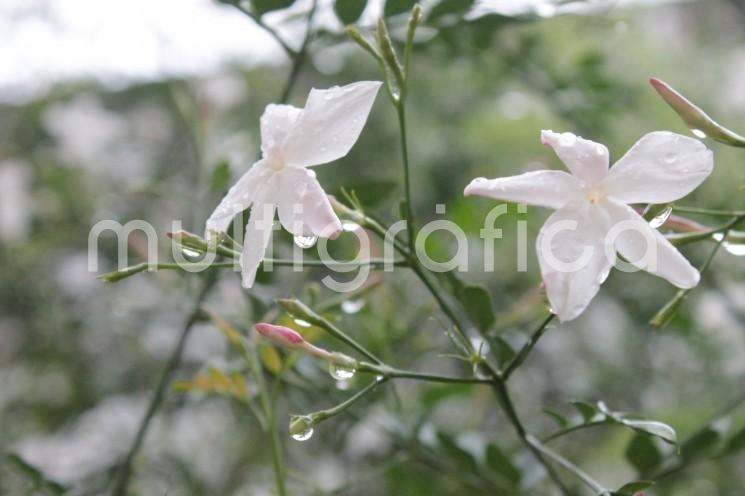 Para los próximos días, los resultados de los modelos de pronóstico indican que el potencial de lluvias disminuirá gradualmente, presentándose condiciones más típicas de la temporada; esto es, chubascos y tormentas vespertinas a nocturnas en montaña y nocturnas a matutinas en la costa.