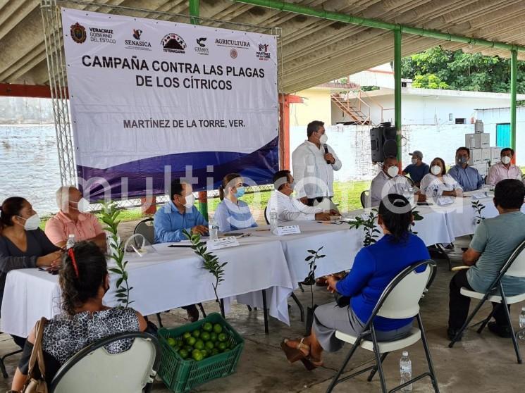  Con un aporte de 266 mil 282 toneladas por temporada, Veracruz se ubica en el primer lugar de producción de toronja con más de ocho mil hectáreas de cultivo, reportó la Secretaría de Desarrollo Agropecuario, Rural y Pesca (SEDARPA).