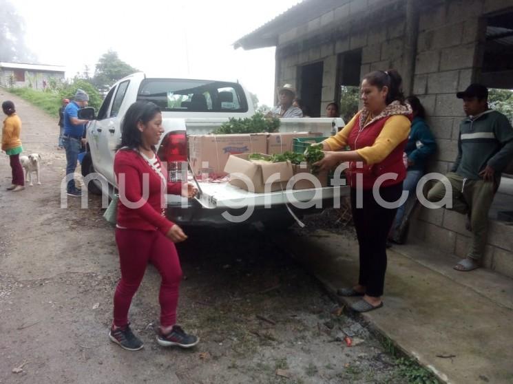 Como parte del seguimiento del programa Municipal Emergente de Café Injerto de Alta Producción, propuesto a iniciativa de la actual administración municipal que preside el alcalde Juan Carlos Mezhua Campo, se entregó el pasado lunes pesetilla en la comunidad de Totolacatla.