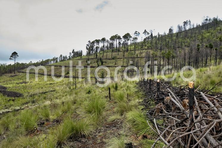 Para un aprovechamiento forestal sustentable de la reserva San Juan del Monte, en el municipio de Las Vigas, la Secretaría de Medio Ambiente (SEDEMA) elimina material combustible a fin de prevenir incendios y la dispersión de plagas que afecten al ecosistema de la región.