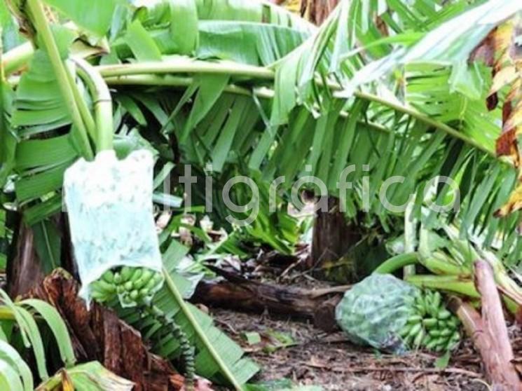 En Tlapacoyan, Ver., ya hay afectaciones en la producción de plátano por las fuertes lluvias.