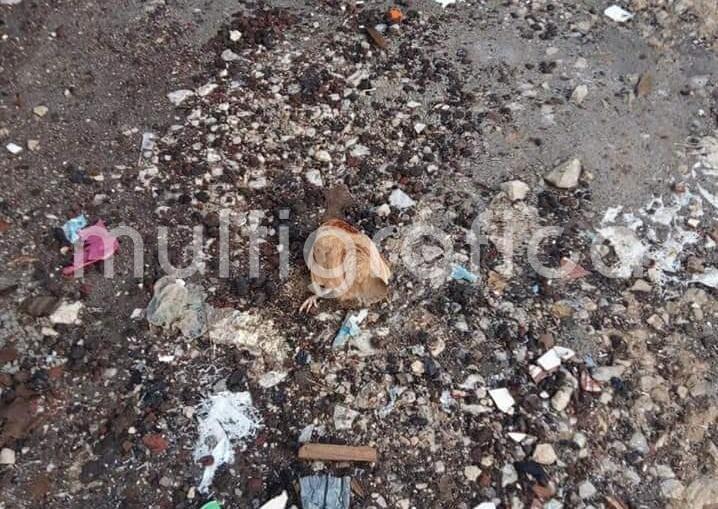 En la colonia Bosques de las Lomas, de la ciudad de Xalapa se registró envenenamiento masivo de animales entre perros, gastos y aves de corral denunciaron los vecinos.