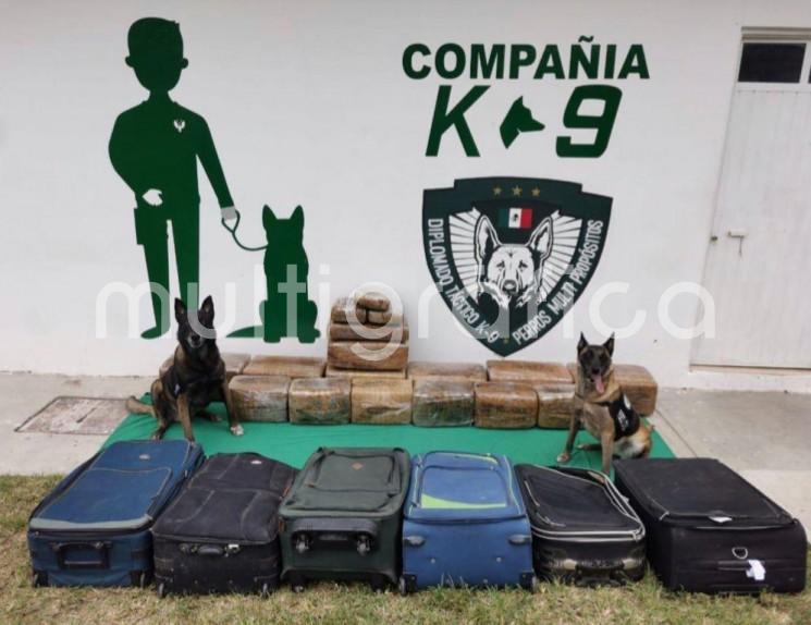 Con el apoyo de agentes caninos multipropósito de la Compañía K-9, se localizó en el maletero de un autobús de la línea ADO proveniente de Tuxtepec, Oaxaca, seis equipajes con paquetes del enervante, los cuales sumaron un peso total de 130 kilogramos.