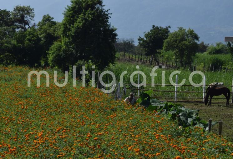 A diferencia de otros años son pocos los plantíos de flor de muerto o cempasúchil que se ven al llegar a San Pablo Coapa, municipio de Naolinco.