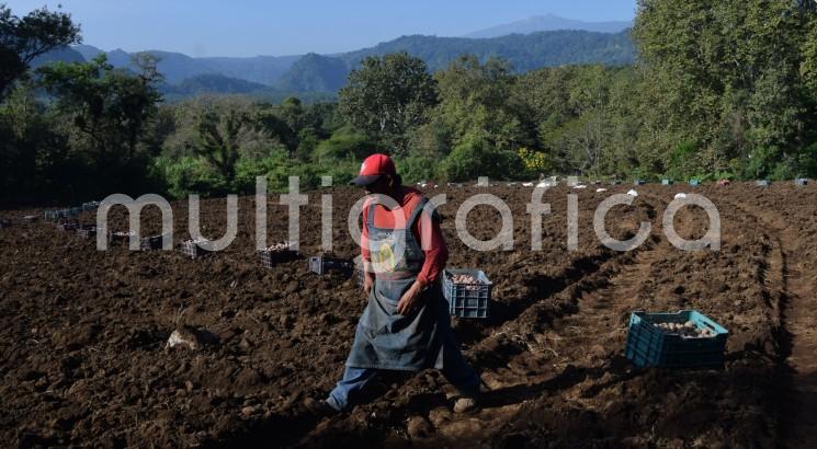 En la pequeña comunidad de Paxtepec muy cerca de San Pablo Coapa municipio de Naolinco comenzó la siembra de papa, pobladores de los Pescados del municipio Perote se trasladan hasta este sitio para siembra de este producto ya que comentan que las tierras en aquel lugar han disminuido su producción.