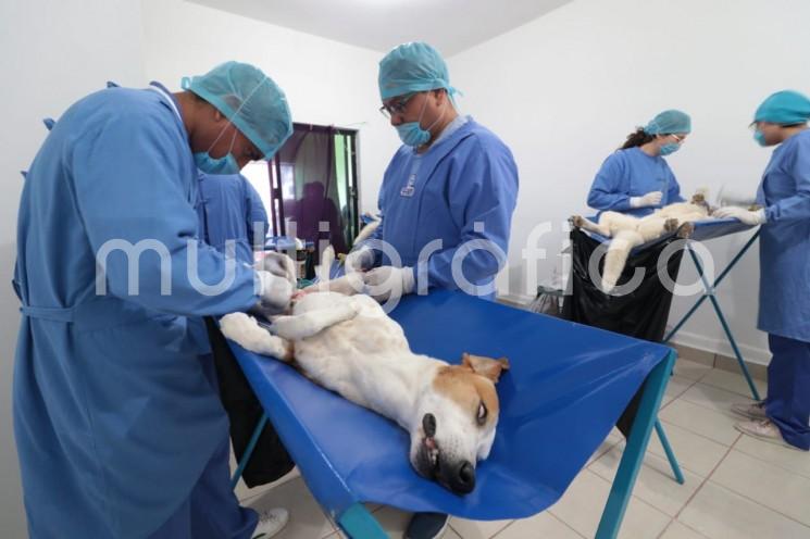 Será este jueves 16 de diciembre cuando se esté llevando a en Tlapacoyan, Ver., la jornada de esterilización canina y felina, la cual tendrá como sede la estación de bomberos de esa ciudad. 