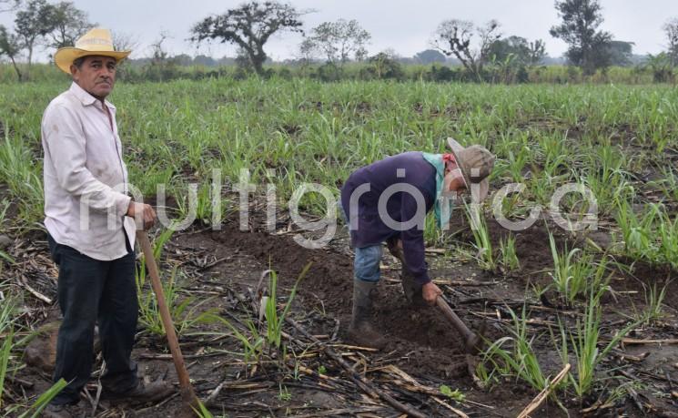  Aunque para la mayoría de la población el clima frío y la llovizna representante muchas veces una dificultad para sus labores, para Don Abundio y Don Josafat, campesinos de la localidad de la Bella Esperanza ,es una oportunidad de sembrar a gusto la caña.

