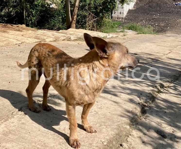 Jerónimo Sánchez Reyes, integrante de la iniciativa Coatepecanes, afirma que ha crecido la población de animales en situación de calle en Coatepec, debido a que pobladores de Xalapa, Xico y Coatepec van a abandonar a sus mascotas a ese Pueblo Mágico. 