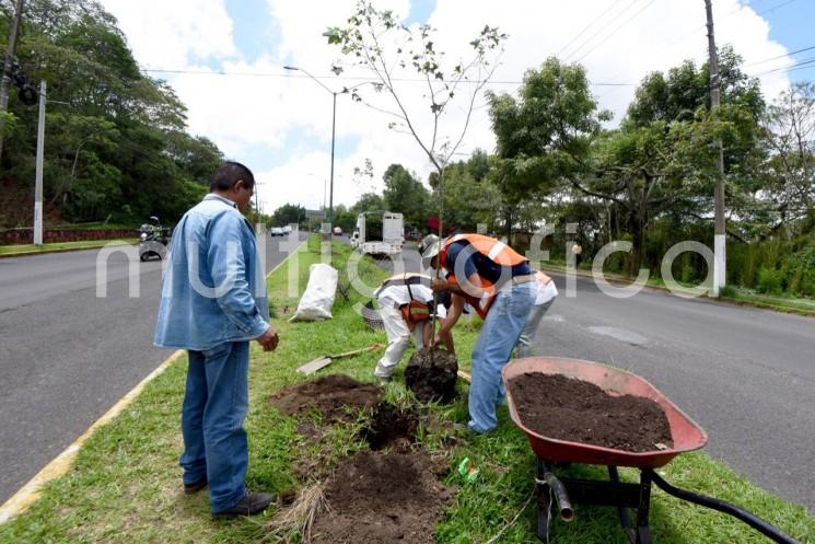 Dentro de la meta establecida para el programa de Reforestación y Arborización Urbana 2022, entre enero y junio se sembraron mil 721 ejemplares en distintos espacios públicos y áreas verdes, informó la directora de Medio Ambiente del Ayuntamiento de Xalapa, Ana Isabel Guevara Escobar.

