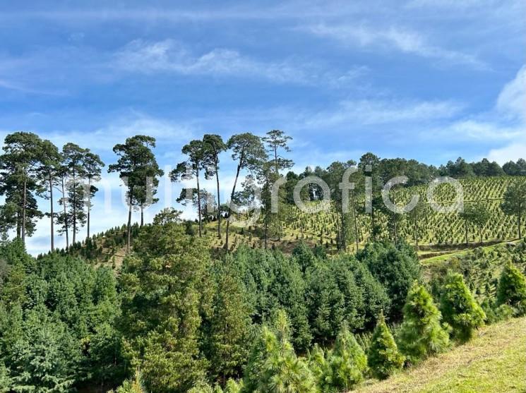 Al igual que años anteriores, el complejo silvícola Ciclo Verde abre sus puertas con el inicio de la temporada 2022 del esquema Escoja y Corte su árbol de navidad, del 12 de noviembre al 18 diciembre, sólo sábados y domingos de nueve de la mañana a nueve de la noche.   