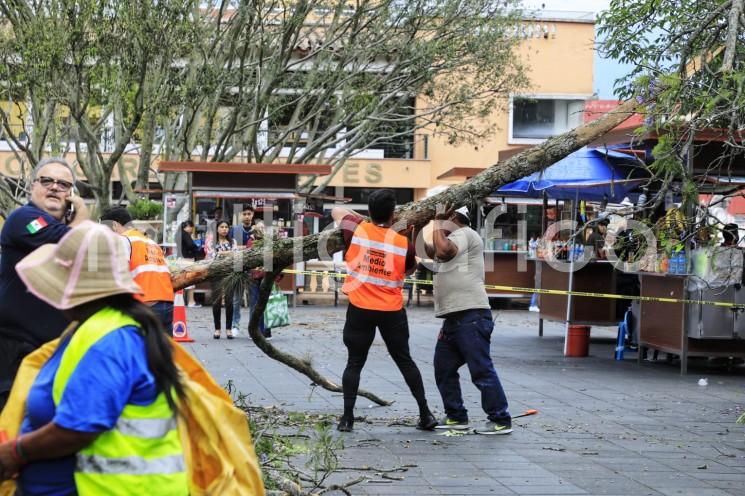  Ante el paso del Frente Frío número 49 por el municipio, que estuvo acompañado por fuertes rachas de viento, el Ayuntamiento, a través de la Dirección de Protección Civil, atendió la caída de una rama en el parque Benito Juárez. 