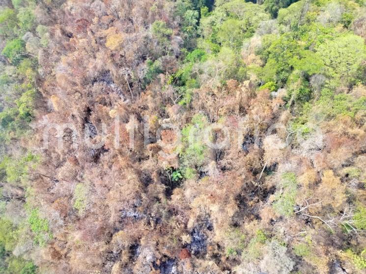 Desde hace tres semanas se registró un incendio forestal y este ha consumido 74 hectáreas en la localidad Ejido la Gloria, Uxpanapa, municipio ubicado al sur del estado de Veracruz. 