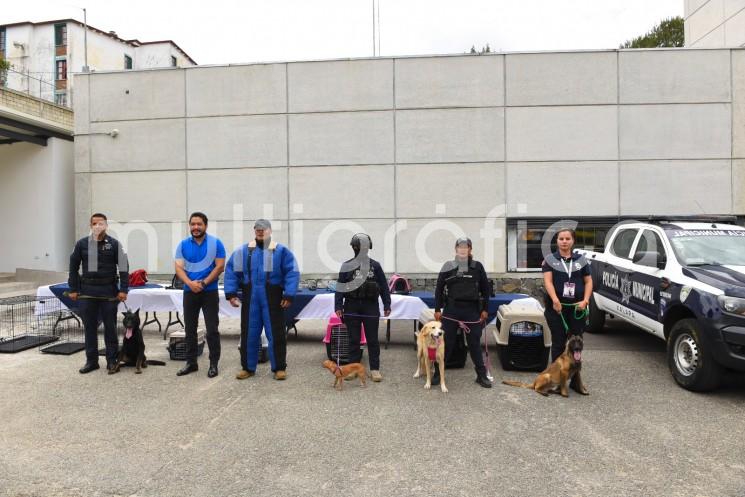 Para responder a las necesidades de protección, tenencia responsable y rescate de animales en situaciones de riesgo, maltrato, abandono, descuido, comercialización ilegal, exhibición o explotación, el Ayuntamiento cuenta con una Brigada de Vigilancia Animal. 