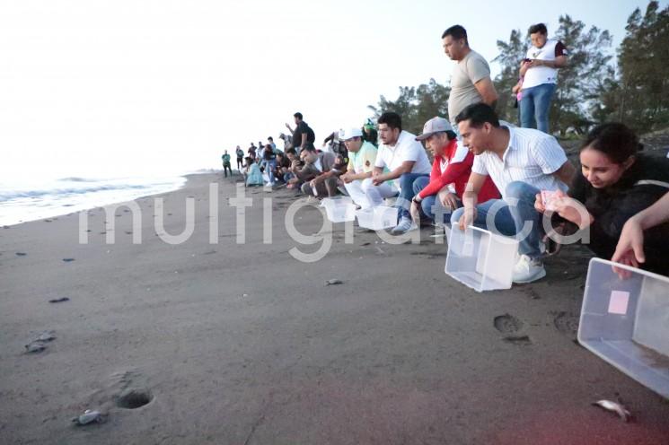 El gobernador Cuitláhuac García Jiménez encabezó la liberación de 250 crías de tortuga verde en la playa El Raudal, parte de los 15.5 kilómetros de costa veracruzana donde se reproducen cinco de las siete especies del reptil que existen a nivel mundial.