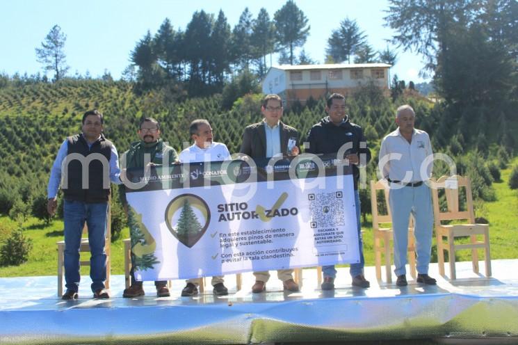 Como cada año, inició la campaña Corta legal y Recicla tu Navidad, una colaboración entre la Comisión Nacional Forestal (CONAFOR), la Secretaría de Medio Ambiente (SEDEMA) y los silvicultores del corredor Villa Aldama - Las Vigas, con el objetivo de promover los sitios autorizados para la venta de pinos.