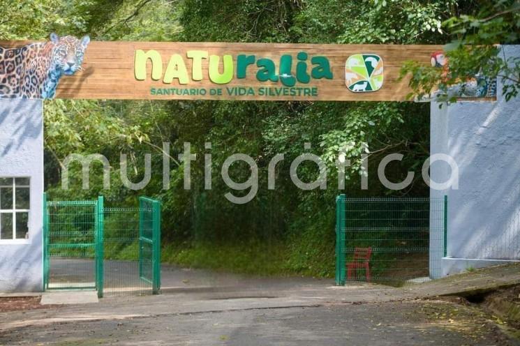 Un nuevo espacio dedicado a la conservación y sensibilización ambiental abre sus puertas este domingo 24 de noviembre: Naturalia Santuario de Vida Silvestre. 